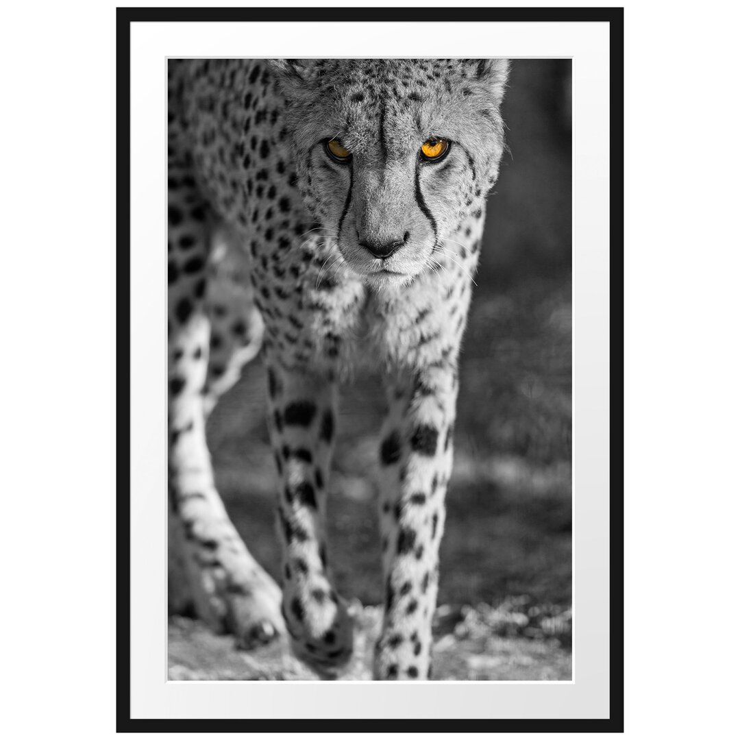 Gerahmtes Poster Anpirschender listiger Gepard