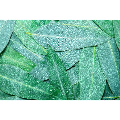 Eucalyptus Leaves by Pinkomelet - Wrapped Canvas Print