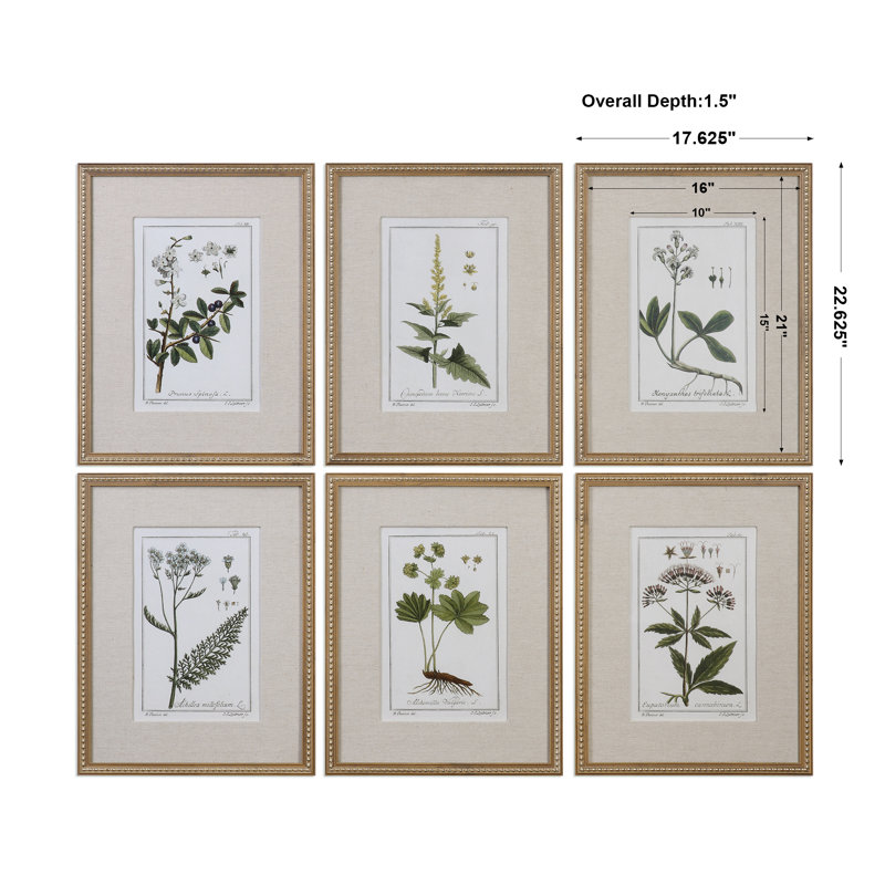 Botanical Study' - 6 Piece Picture Frame Graphic Art Print Set on Paper