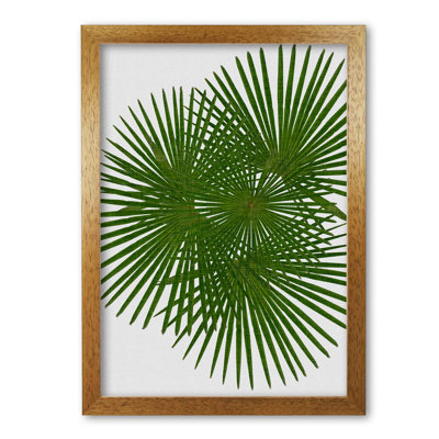 Fan Palm - Print