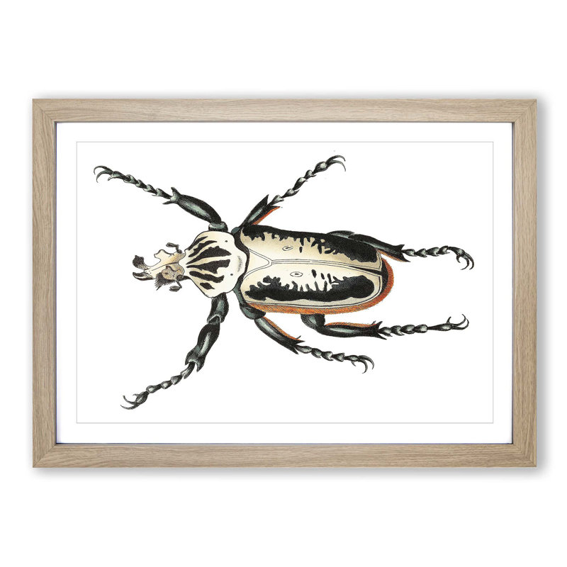 Goliath Beetle by George Shaw - Picture Frame Painting Print, Oak Framed, 27cm H x 36cm W x 2cm D