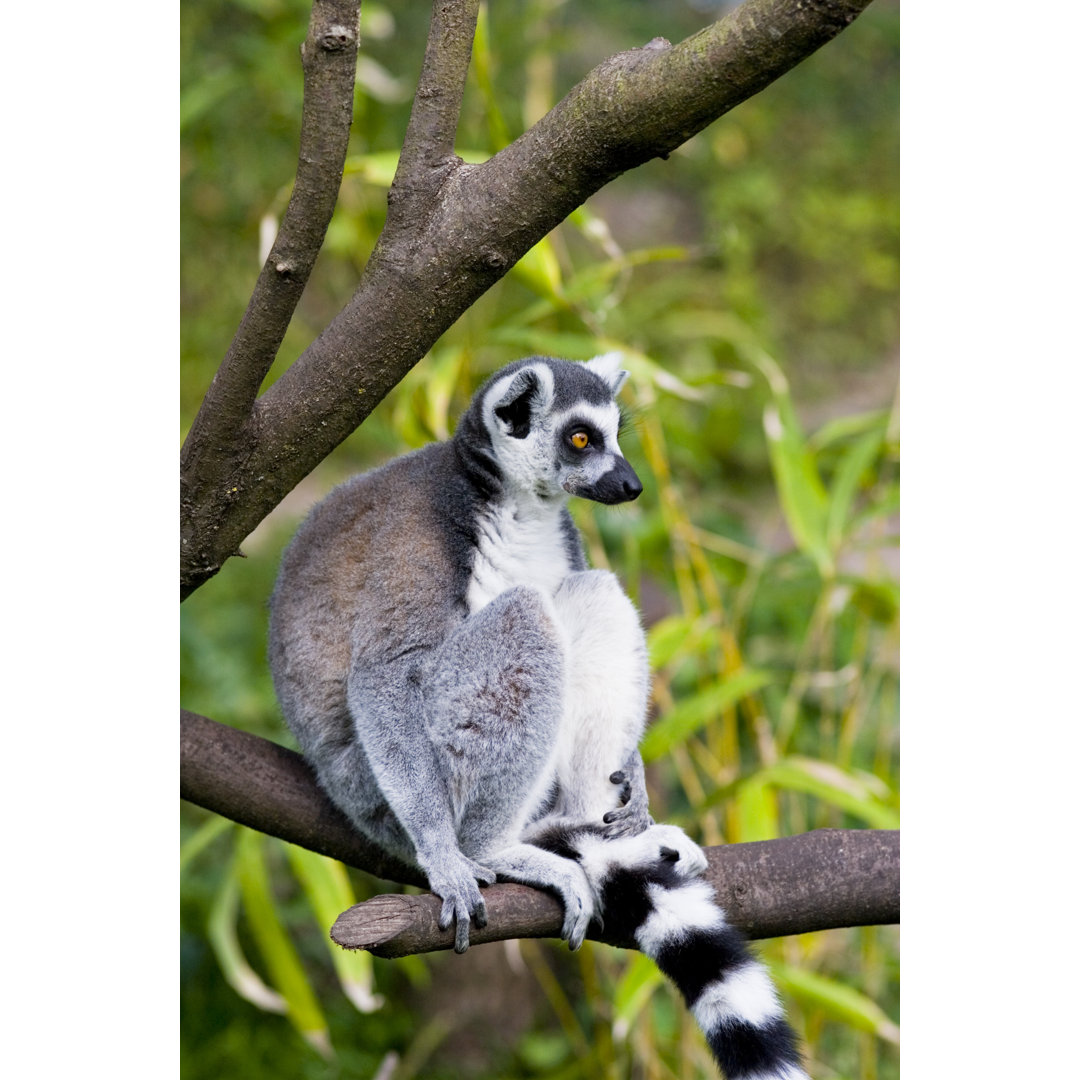 Ringelschwanz Lemur In A Wildlife Park von Schmidt-z - Ohne Rahmen auf Leinwand drucken