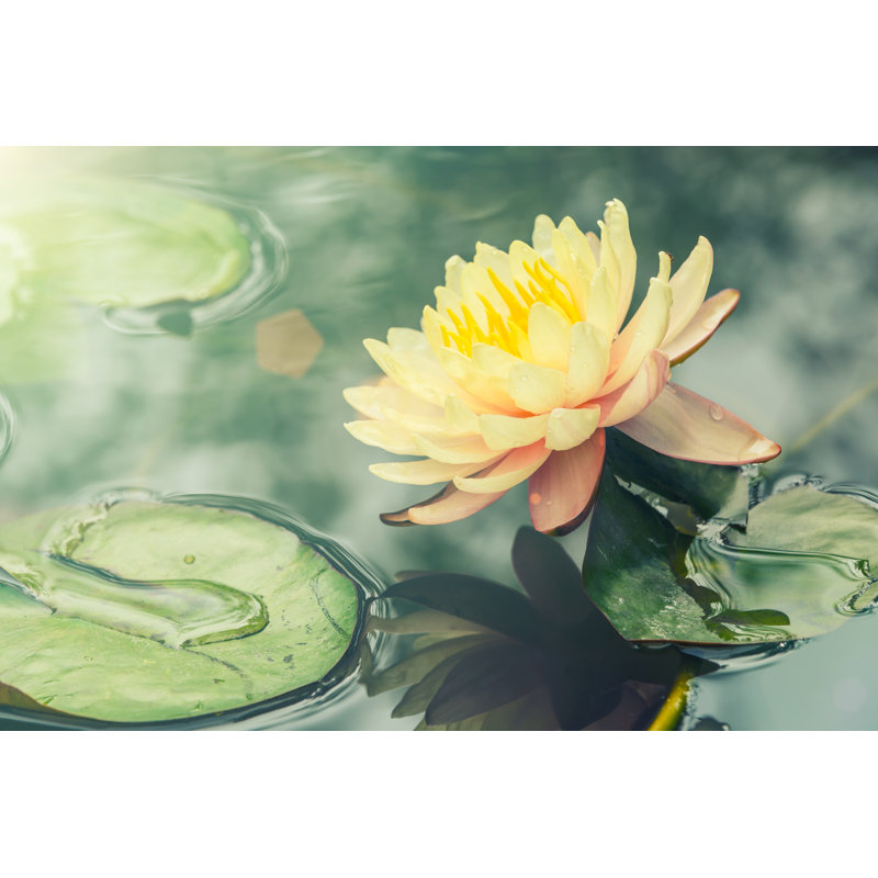 Gundolf Waterlily Or Lotus Flower - Wrapped Canvas Print, 30cm H x 46cm W 3.8cm D