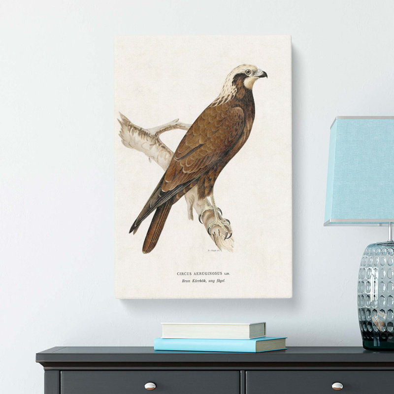Marsh Harrier by Von Wright - Wrapped Canvas Print, 76cm H x 50cm W x 3cm D