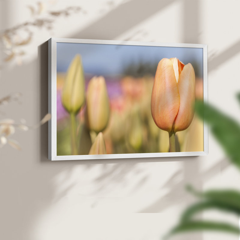 Opening to the Sun -Framed Print - Restickable, H 11 po x l 14 po, Blanc