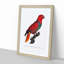 The Eclectus Parrot by F. Levaillant - Picture Frame Art Print-55640331-55640334