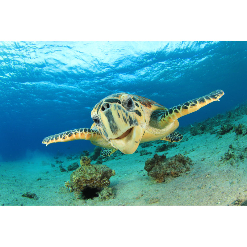 Hawksbill Sea Turtle - Wrapped Canvas Print, 20cm H x 30cm W x 3.8cm D