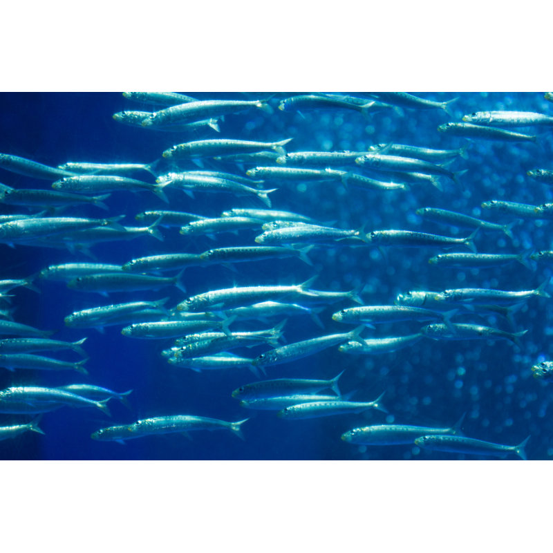 Troupeau de sardines sur toile par Y-Studio, H 8 po x l 12 po