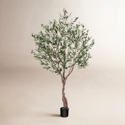 Adcock 84" Olive Tree in Pot