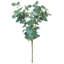 Eucalyptus Spray