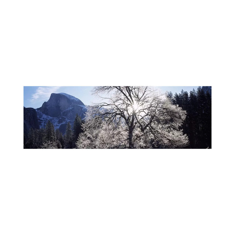 Low Angle View Of A Snow Covered Oak Tree, Yosemite National Park, California, USA - Wrapped Canvas Panoramic Print