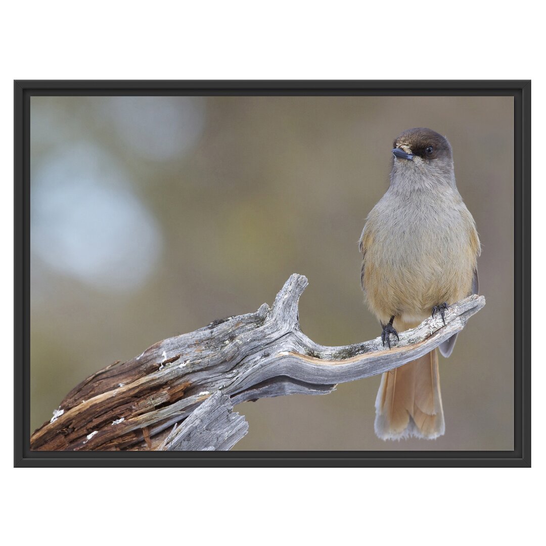 Gerahmtes Wandbild kleiner Vogel auf Ast