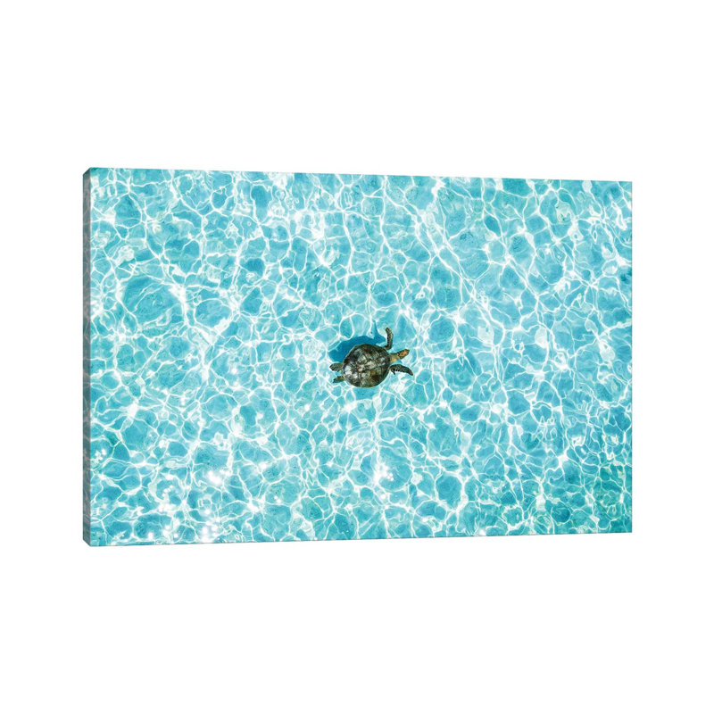 Aerial Turtle Calm Turquoise Water by James Vodicka - Wrapped Canvas Gallery-Wrapped Canvas Giclée, 20.32cm H x 30.48cm W