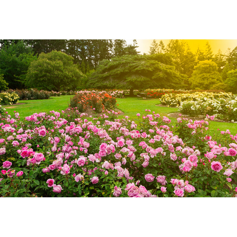 «Beautiful Rose Garden» par Naruedom - photographie sur toile tendue, H 32 po x l 48 po