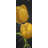 Two Daffodils Flowers | Botanical Yellow Framed Canvas Decor
