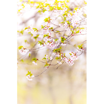 Fleur de cerisier Sakura par Wuviveka