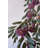 BOTANICA #9022