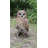 Owl on Stump Statue