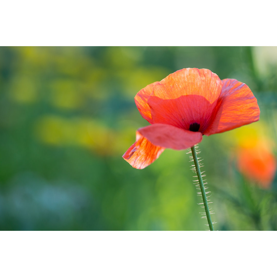 Leinwandbild Poppy von Sherry L18