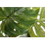 155cm Faux Banana Leaf Plant in Pot