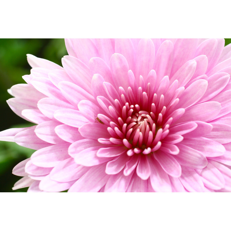 Pink Dahlia by Imv, 24" H x 36" W