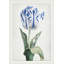 Spring Tulip 2' Framed Graphic Art Print on Glass