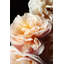 Floribunda I Print by Bock, Alicia-1925329352-1925329359