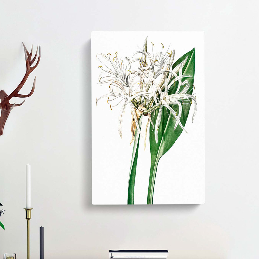 Spiderlily Flowers by Pierre-Joseph Redoute - Wrapped Canvas