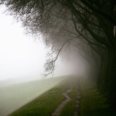 Tree Canopy In The Fog by MoreISO - Wrapped Canvas Print