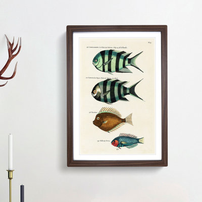 East Indies Fish Illustrations Fol. 33 by Louis Renard - Picture Frame Painting Print