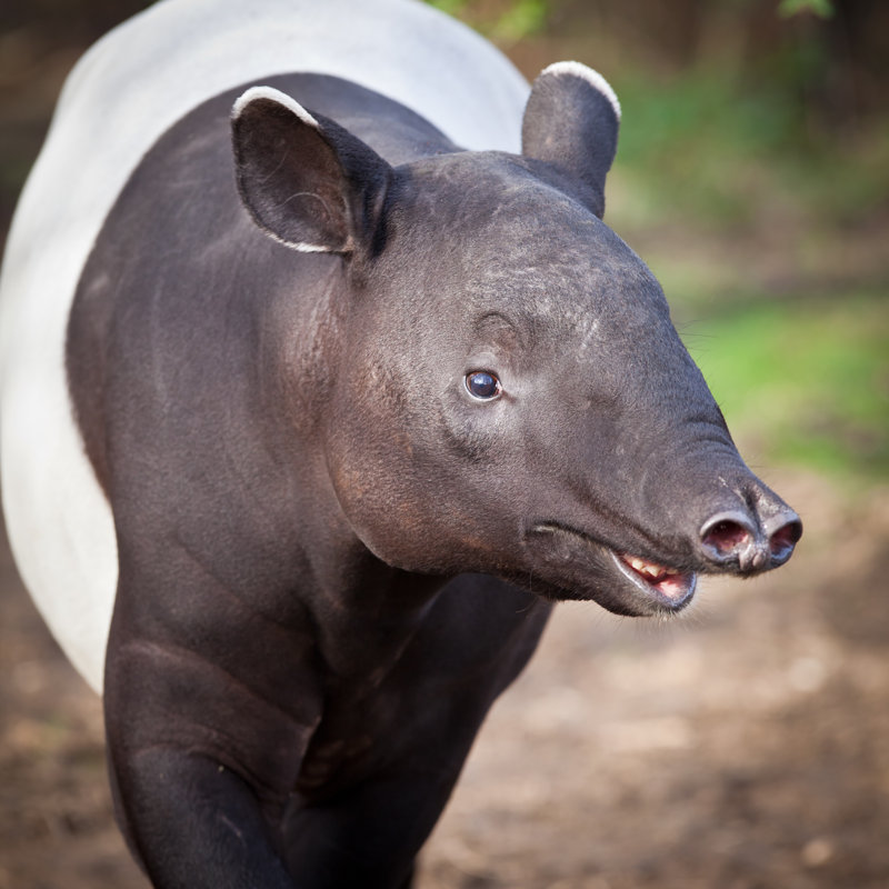 Malayan Tapir (Tapirus Indicus) by ViktorCap - Wrapped Canvas Print, 30cm H x 30cm W x 3.8cm D