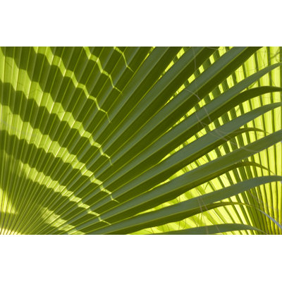 Palm Tree Leaf - Print