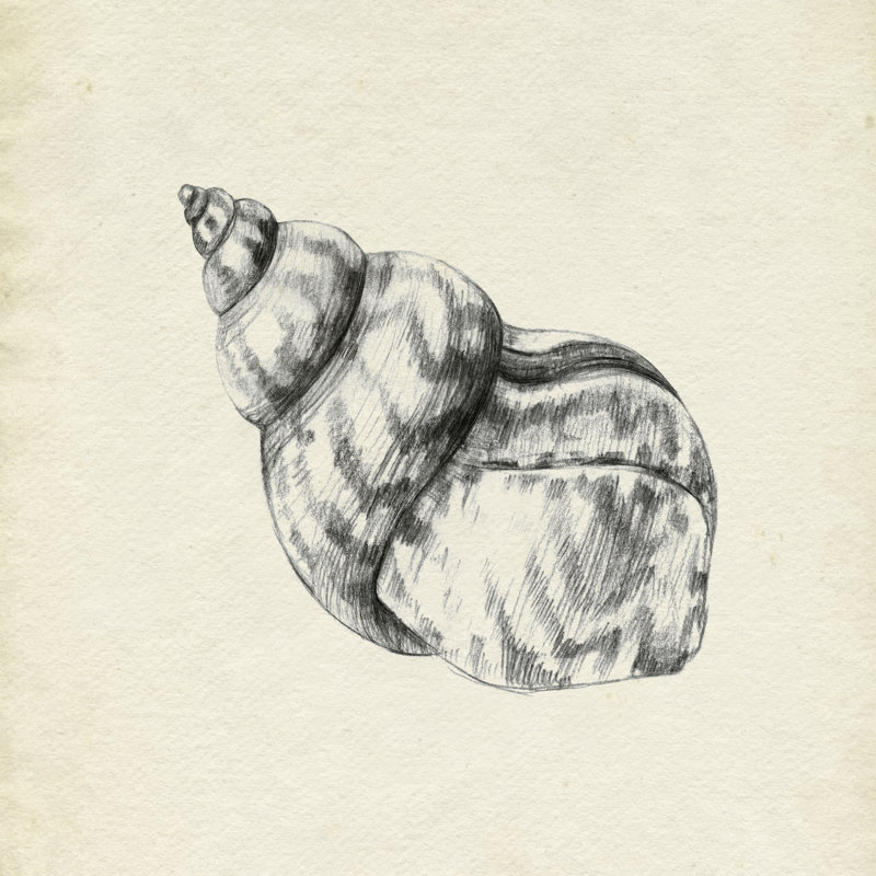 Seashell Pencil Sketch III by Emma Caroline - Wrapped Canvas Painting, 30cm H x 30cm W x 3.8cm D
