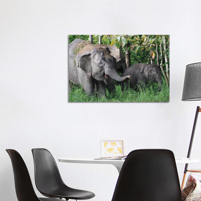 Asian Elephant Mother And Baby, Saba, Malaysia by Hiroya Minakuchi - Wrapped Canvas Print