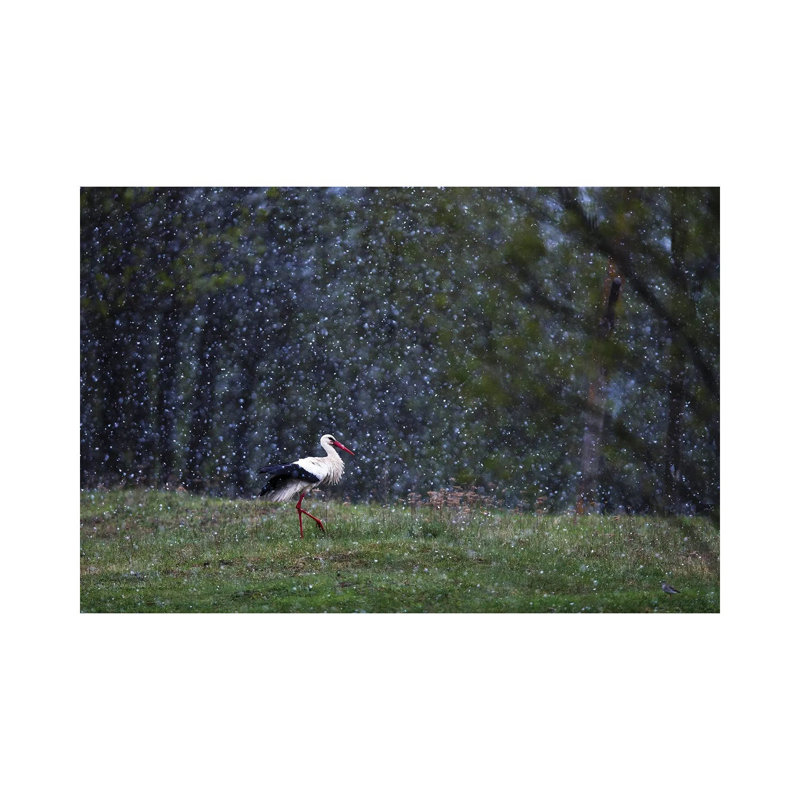 Stork in Snow 1 Piece Wrapped Canvas Wall Art, 20.32 cm H x 30.48 cm W