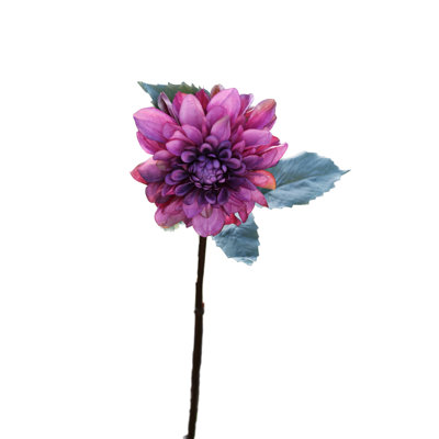 Dahlia
