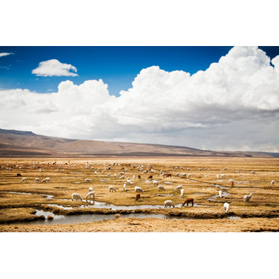 Alpaca Flock by Sloneg - Wrapped Canvas Print