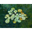 Serenity Lotus Pond Iv Print by Ruth Hayes-65859221-132457107