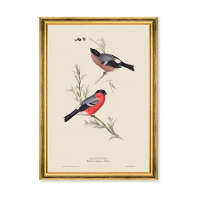BULLFINCH