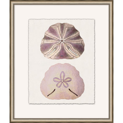 Mauve Shell Study 2 Print