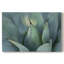 Agave bleu I - galerie Cavas-202844369