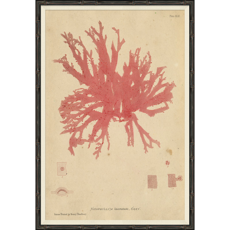 Seaweed In Pink Giclee Print by Henry Bradbury