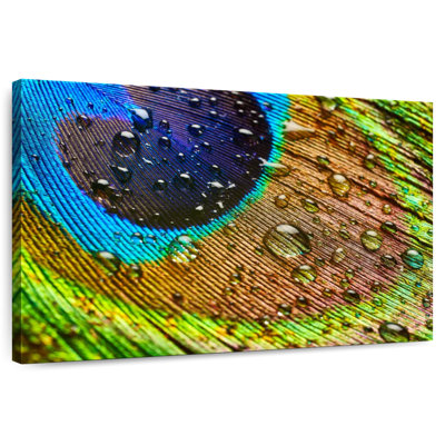 Kerner Wet Peacock Feather