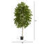 66,5" bouleau ficus plante en pot de fleurs