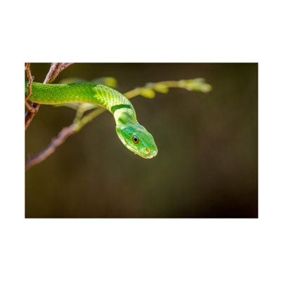 Jeffrey C. Sink The Green Mamba Canvas Art