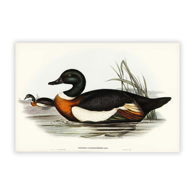Two Ducks - No Frame Print