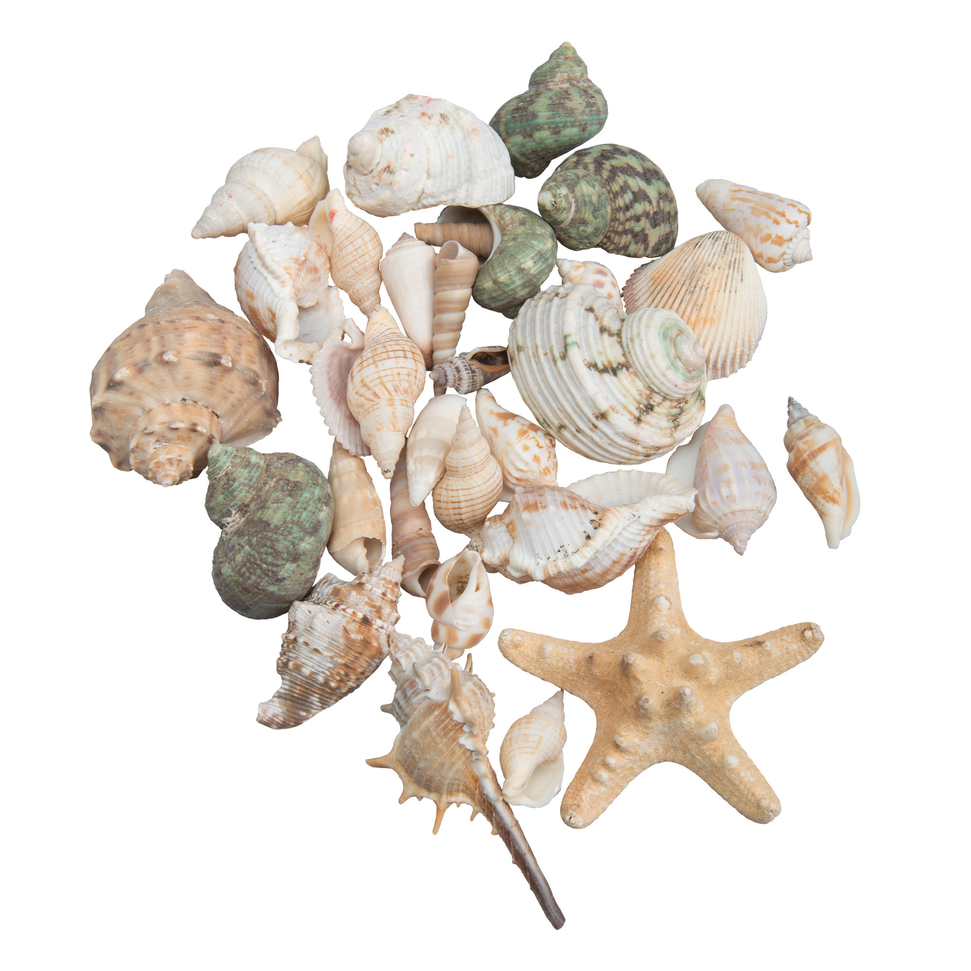 Highland Dunes 24-Piece Tina Seashells Assorted Set & Reviews | Wayfair