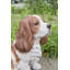 King Charles Spaniel Sitting Statue