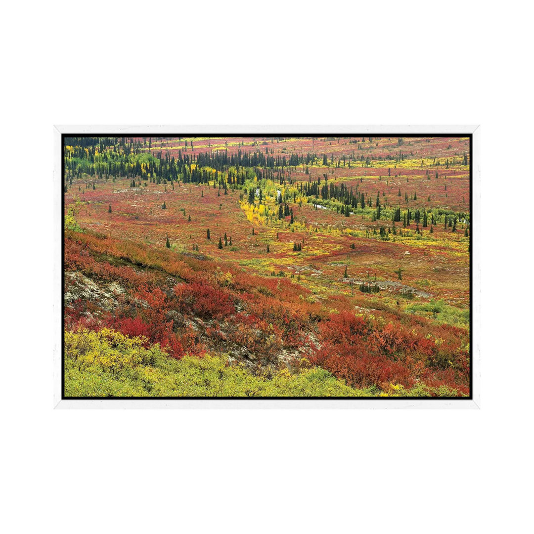 Autumn Tundra With Boreal Forest, Tombstone Territorial Park, Yukon Territory, Canada von Tim Fitzharris - Gallery-Wrapp...