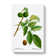English Walnut Tree by Pierre-Joseph Redoute - Wrapped Canvas Painting